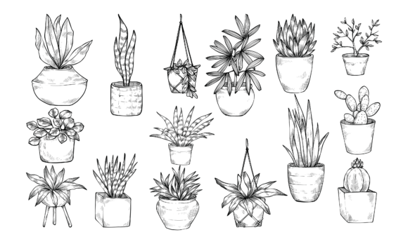 Decorative Plants Handdrawn Illustration